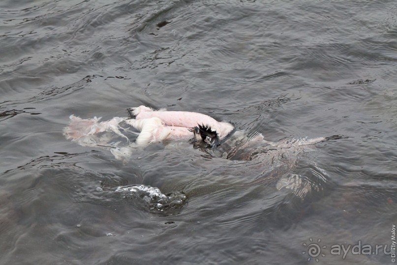 Антарктида: Пингвины!