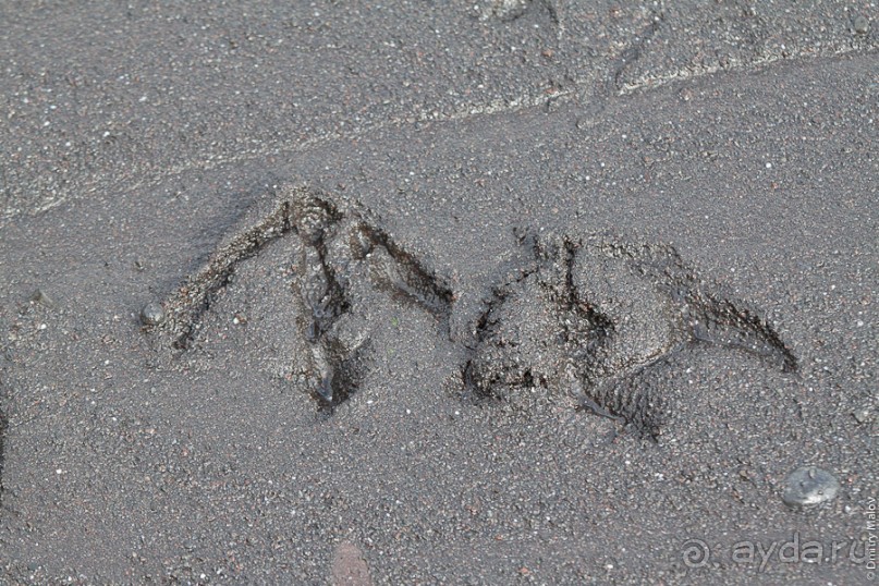 Антарктида: Пингвины!