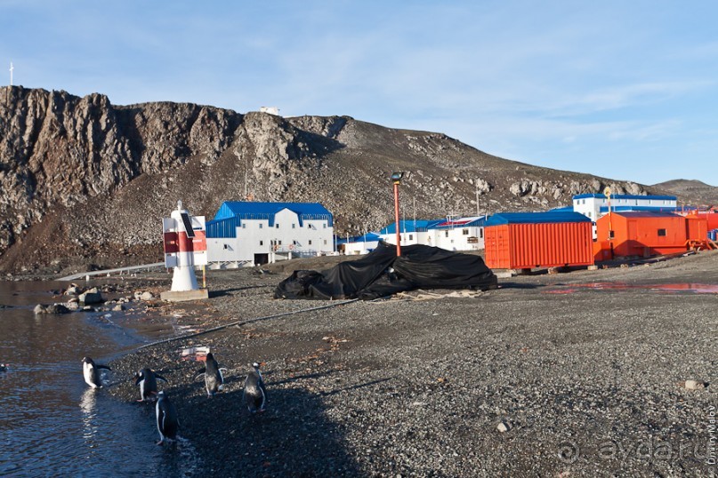 Антарктида: Пингвины!