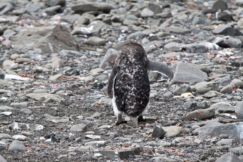 Антарктида: Пингвины!