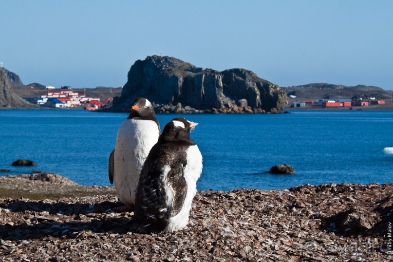 Антарктида: Пингвины!