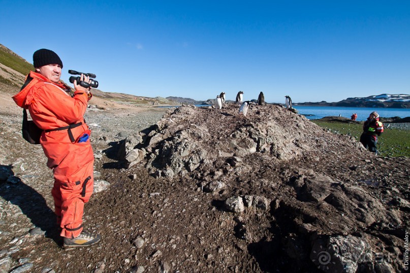 Антарктида: Пингвины!