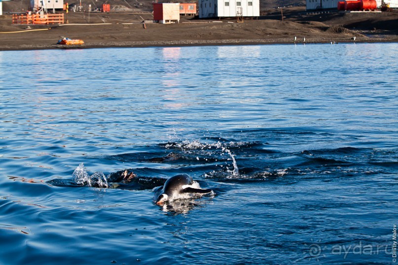 Антарктида: Пингвины!