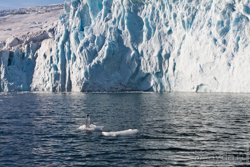 Антарктида: Пингвины!