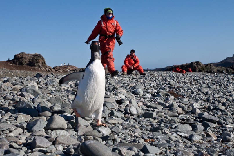 Антарктида: Пингвины!