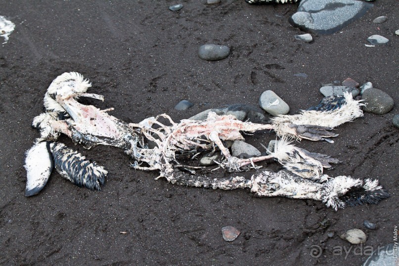 Антарктида: Пингвины!