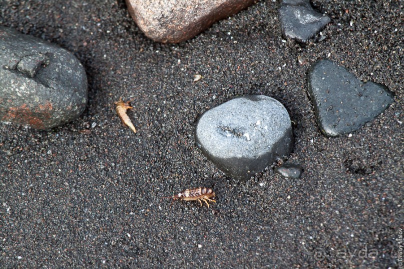 Антарктида: Пингвины!