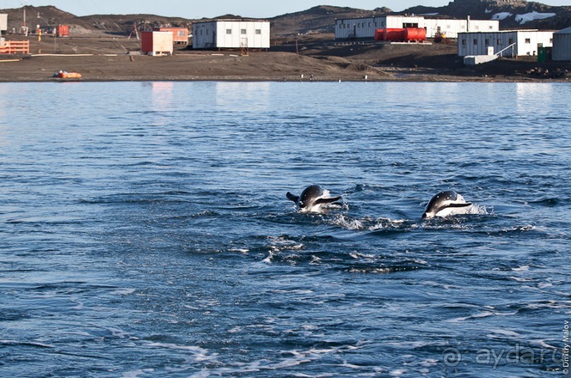 Антарктида: Пингвины!