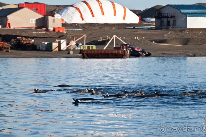 Антарктида: Пингвины!