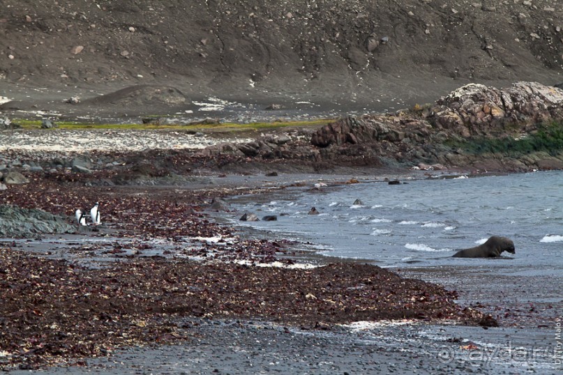Антарктида: Пингвины!