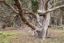 Остров Пасхи - Easter Island (2/3)