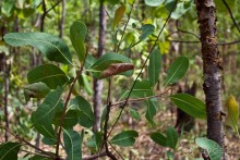 Австралия (Кайнис, Катерина, Дарвин)