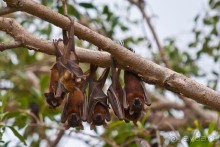 Австралия (Кайнис, Катерина, Дарвин)