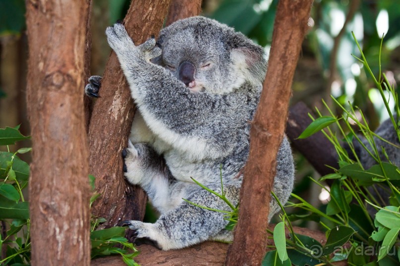 Австралия (Кайнис, Катерина, Дарвин)