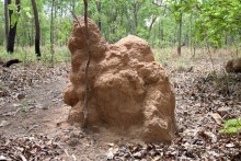 Австралия (Кайнис, Катерина, Дарвин)