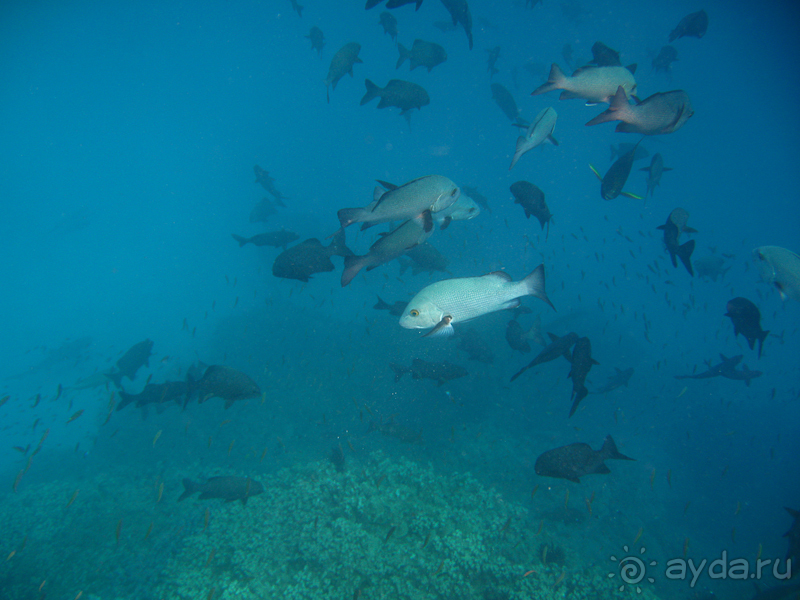 Австралия (Кайнис, Катерина, Дарвин)