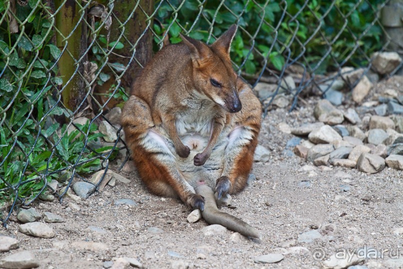 Австралия (Кайнис, Катерина, Дарвин)
