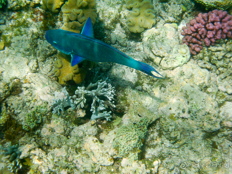 Австралия (Кайнис, Катерина, Дарвин)