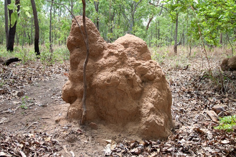 Австралия (Кайнис, Катерина, Дарвин)