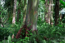 Pohnpei, Micronesia (2/2)