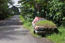 Pohnpei, Micronesia (2/2)