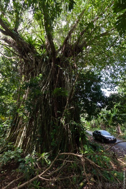 Pohnpei, Micronesia (2/2)