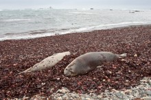 Антарктида: Морские слоны!