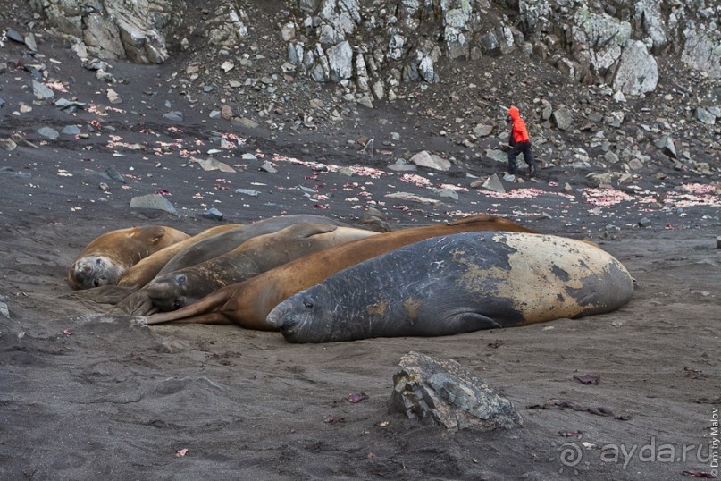 Антарктида: Морские слоны!