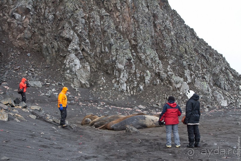 Антарктида: Морские слоны!