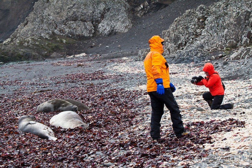 Антарктида: Морские слоны!