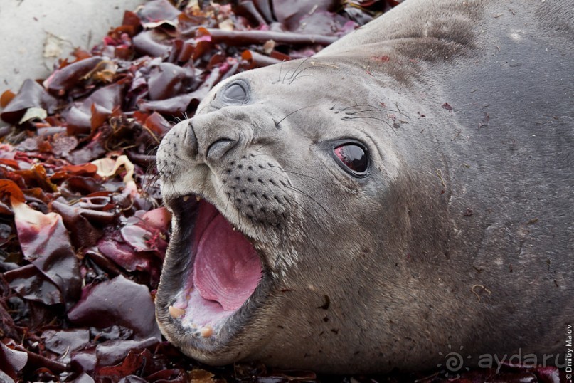 Антарктида: Морские слоны!