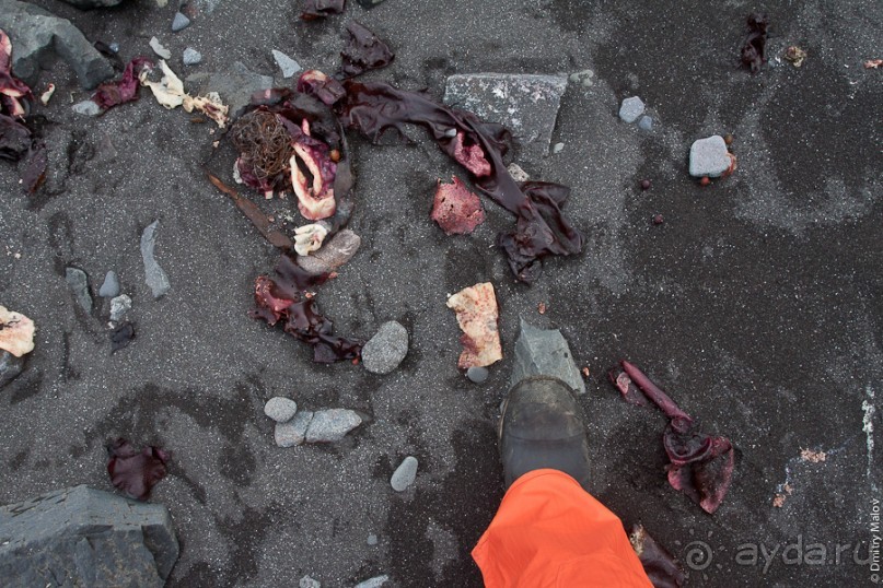 Антарктида: Морские слоны!