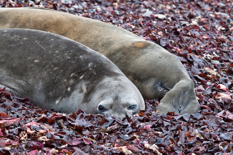 Антарктида: Морские слоны!