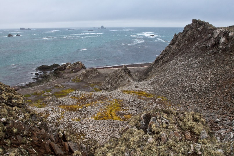 Антарктида: Морские слоны!