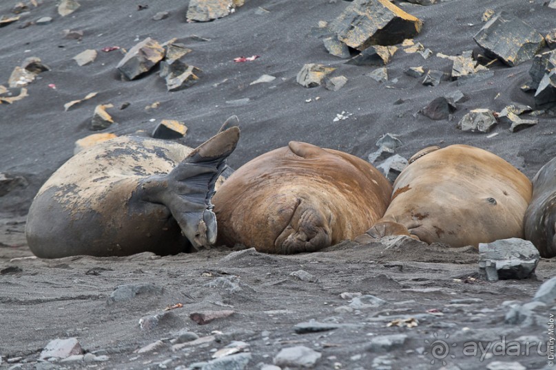 Антарктида: Морские слоны!