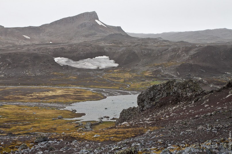 Антарктида: Морские слоны!