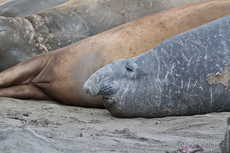 Антарктида: Морские слоны!
