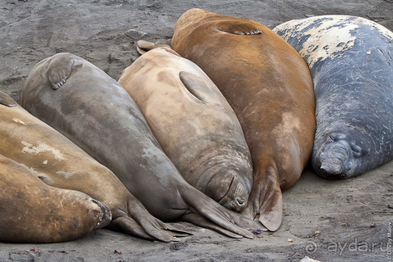 Антарктида: Морские слоны!