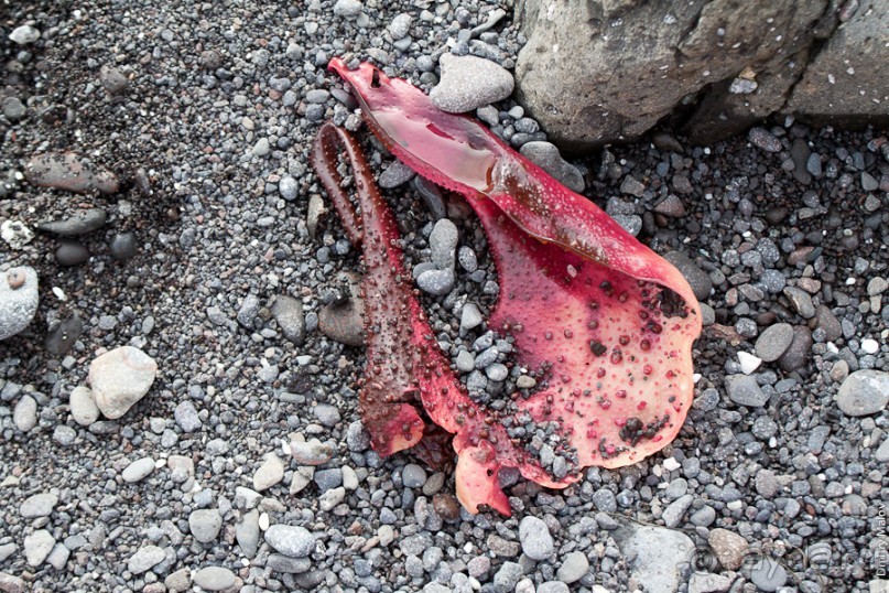 Антарктида: Морские слоны!