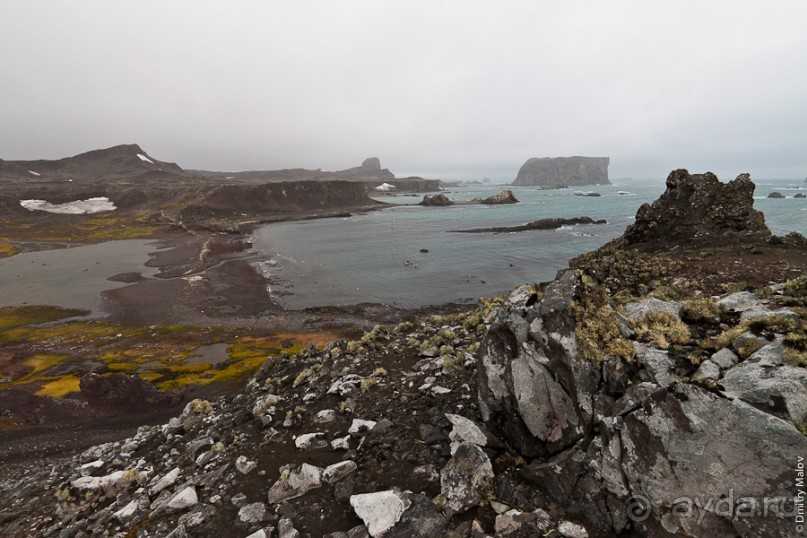 Антарктида: Морские слоны!