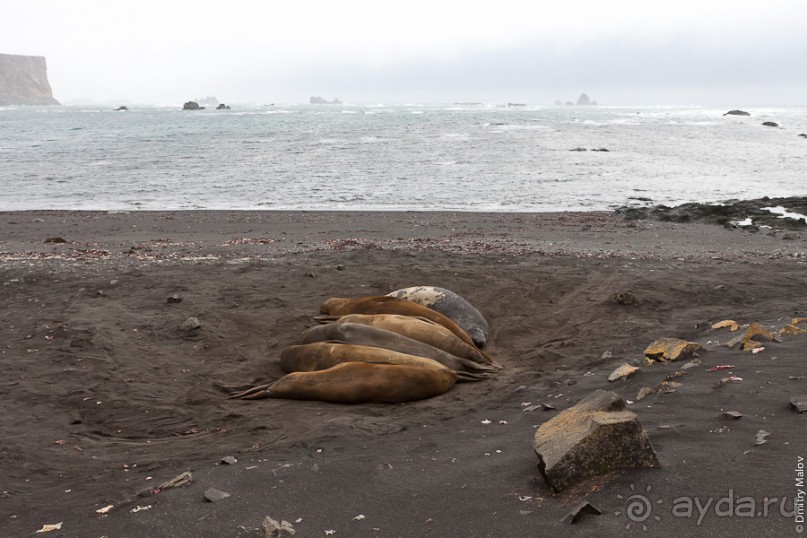 Антарктида: Морские слоны!