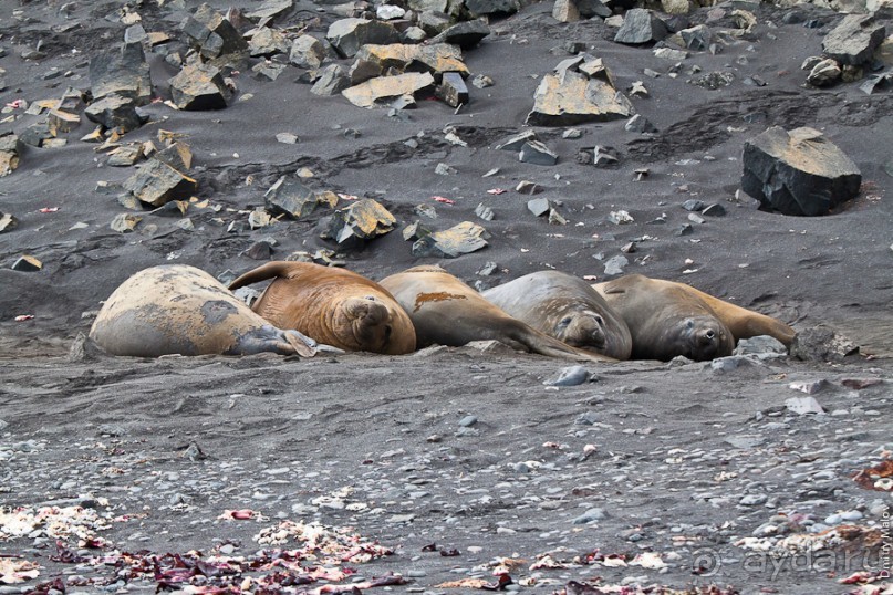 Антарктида: Морские слоны!
