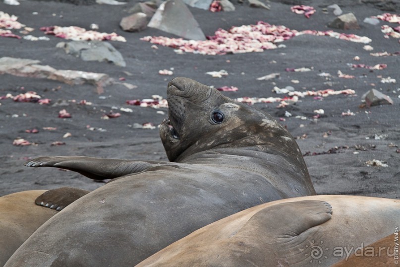 Антарктида: Морские слоны!