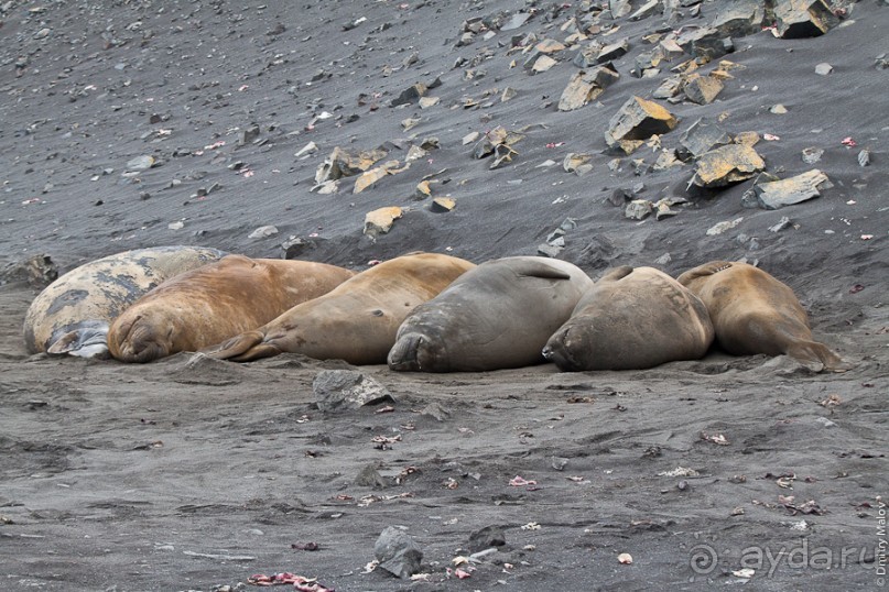 Антарктида: Морские слоны!