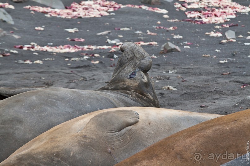 Антарктида: Морские слоны!