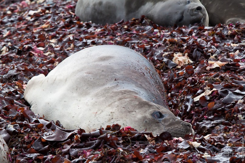 Антарктида: Морские слоны!