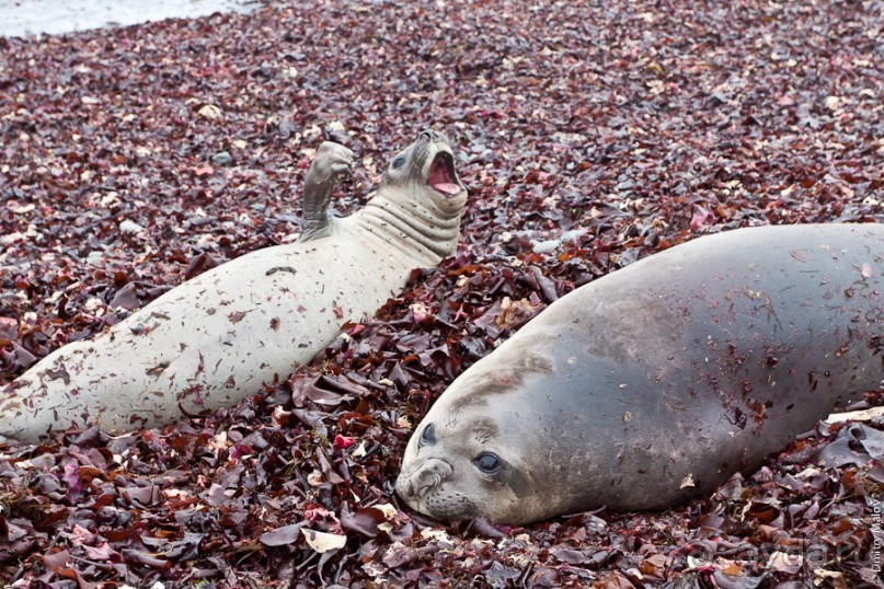 Антарктида: Морские слоны!