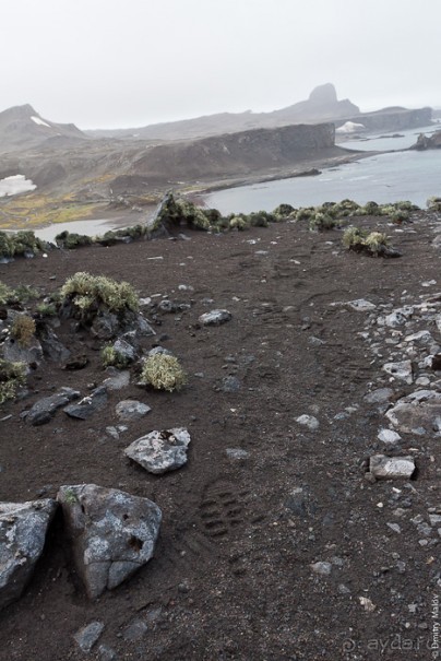 Антарктида: Южные морские котики!