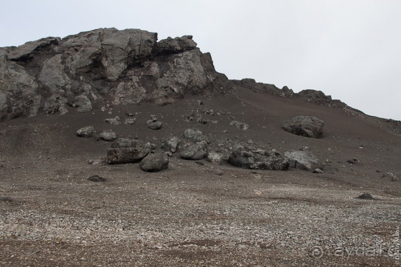 Антарктида: Южные морские котики!