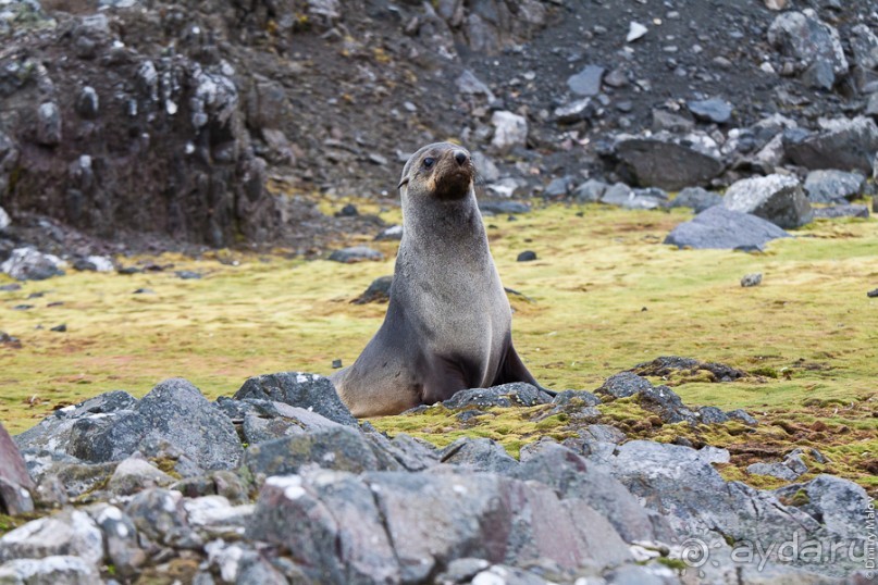 Антарктида: Южные морские котики!